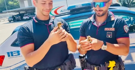 PROVINCIA GRANDA - Polizia Stradale di Mondovì salva sei anatroccoli
