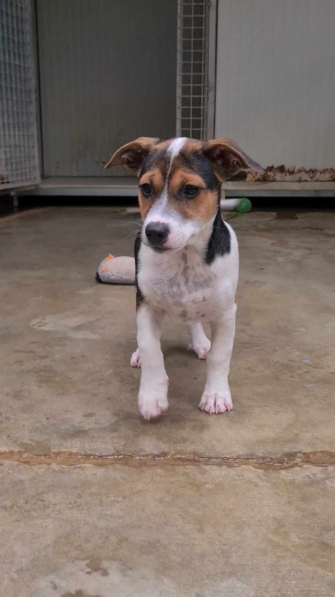 cucciolo 3 1755857747873