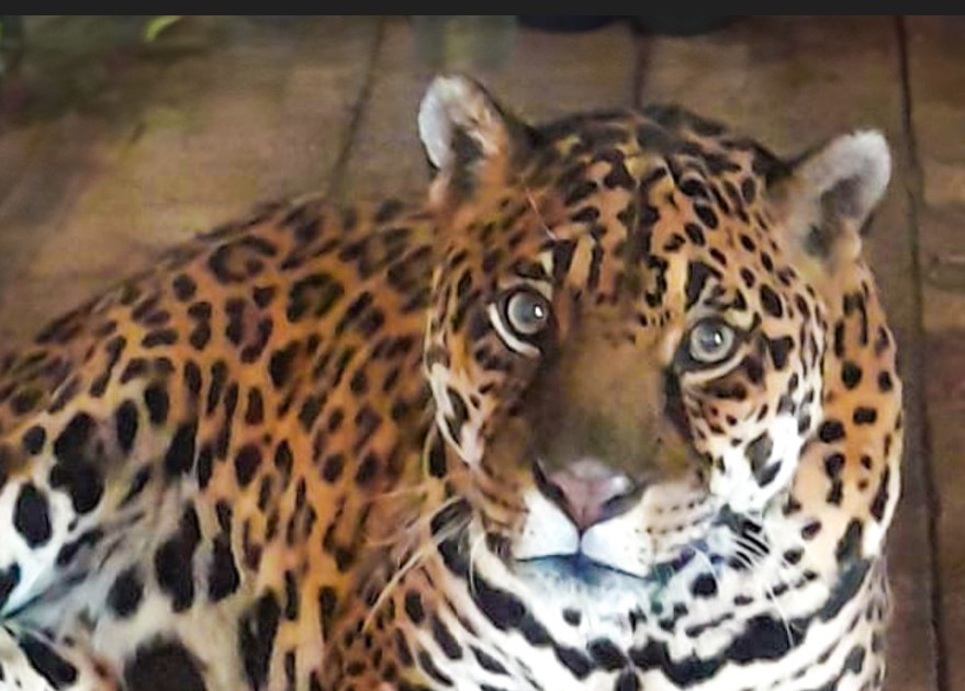 Il giaguaro del Parco Safari di Murazzano Regina