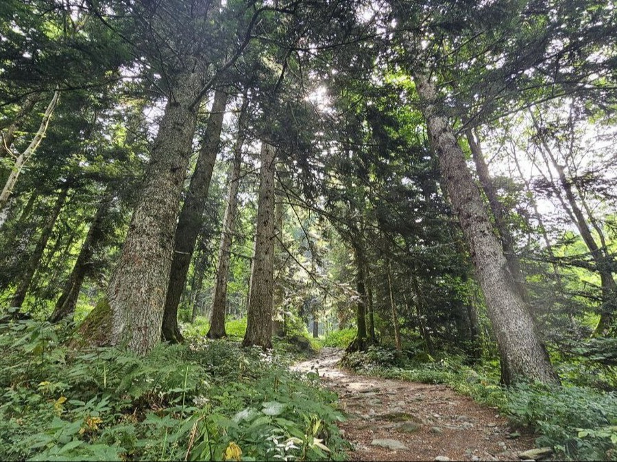 PROVINCIA GRANDA - Il bosco del Prel