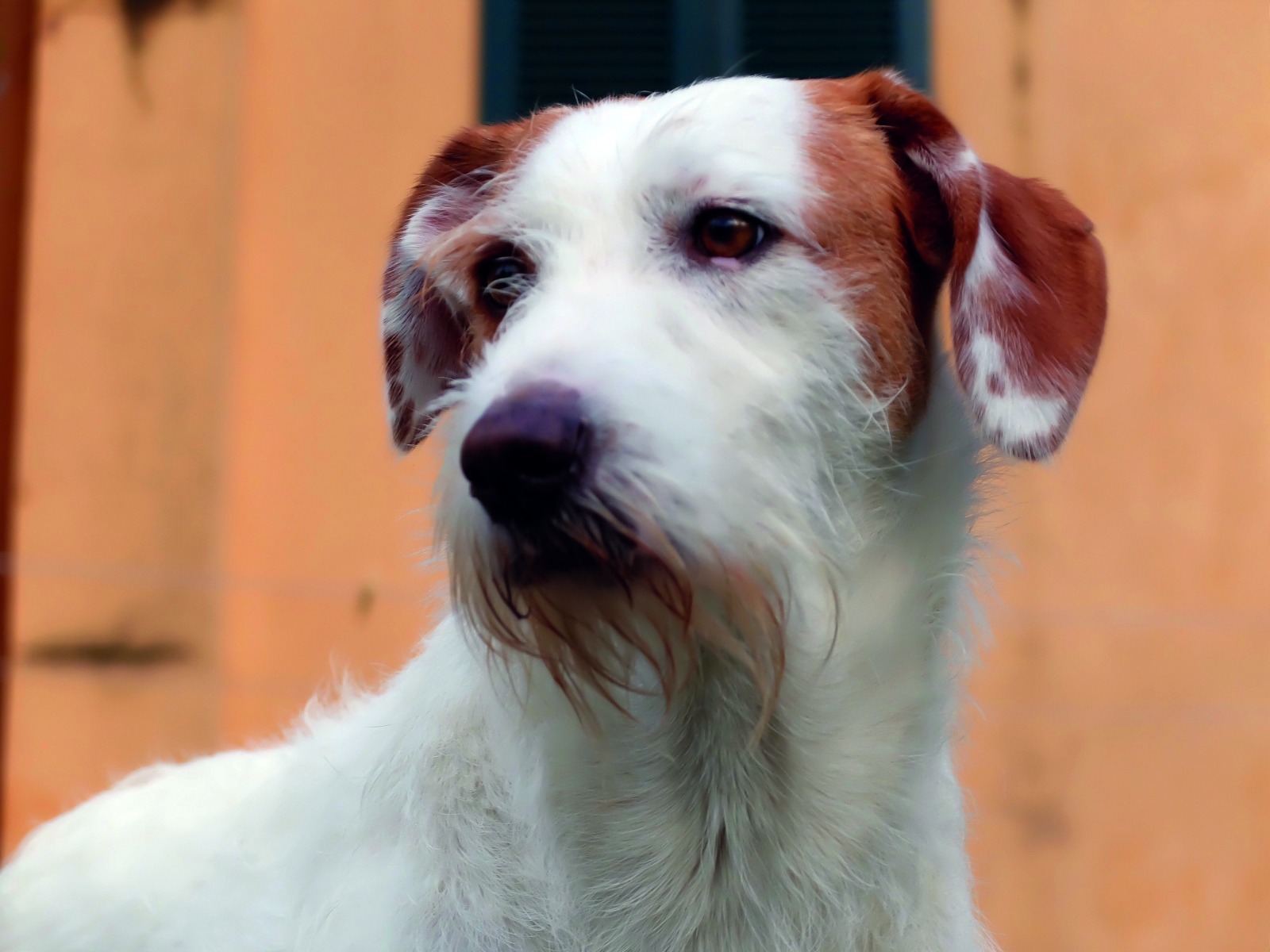 PROVINCIA GRANDA - Cane Cia Cuneo