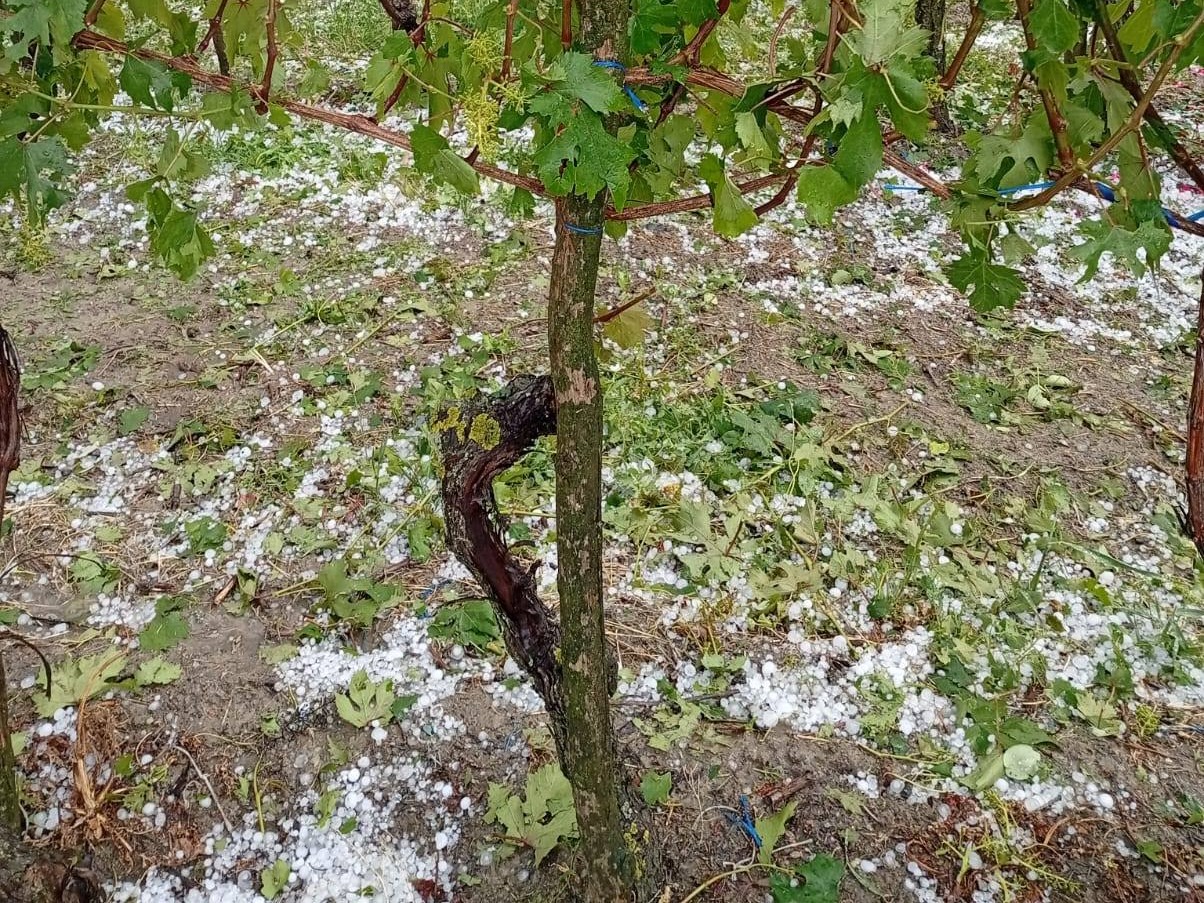 PROVINCIA GRANDA - Vigneto colpito dalla grandine del 2 giugno 2026 a Belvedere Langhe