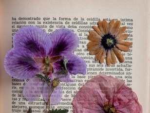 PROVINCIA GRANDA - Locandina porte aperte biblioteca Farigliano 20 giugno 2026
