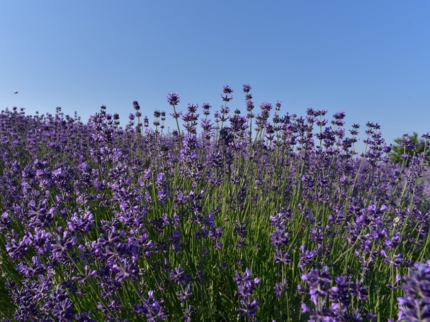 sale san giovanni lavanda