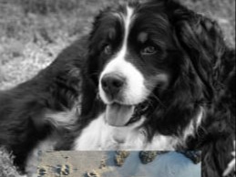 PROVINCIA GRANDA - Il cane Pluie