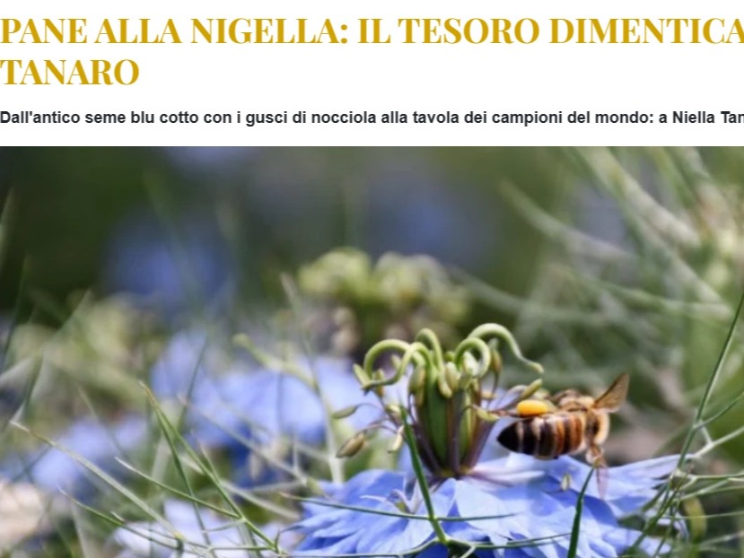 PROVINCIA GRANDA - L'articolo pubblicato online