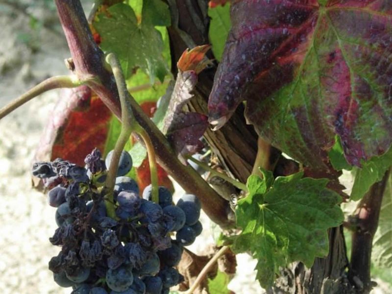 Foglia vite colpita da flavescenza dorata