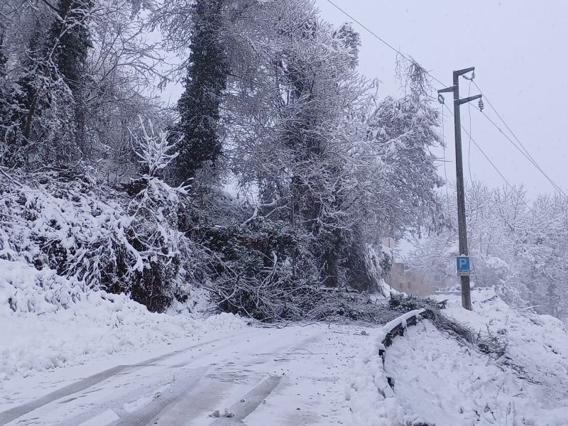 Neve a Mondovì albero sui cavi elettrici chiusa la strada tra Carassone e Piazza