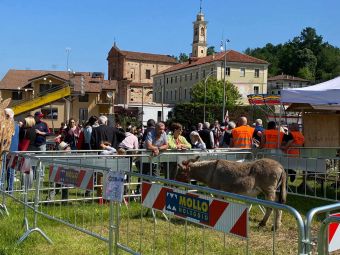 PROVINCIA GRANDA - Gli asini, protagonisti della manifestazione a Roapiana