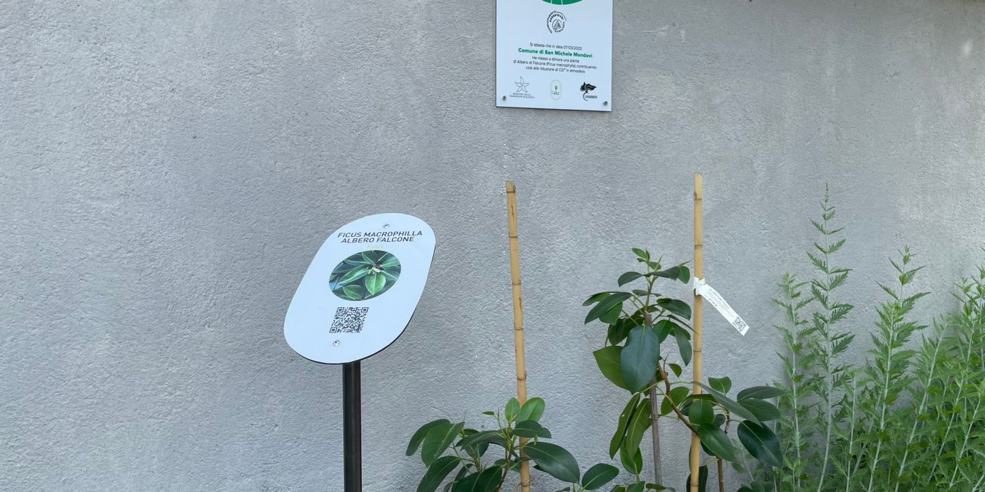PROVINCIA GRANDA - La talea dell'albero di Falcone messa a dimora nell'aiuola botanica comunale