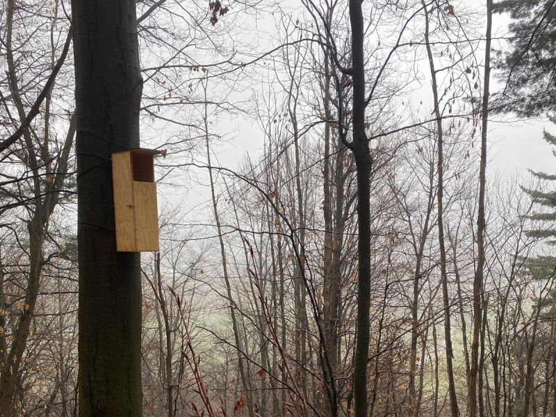 PROVINCIA GRANDA - I nuovi nidi per i gufi lungo il sentiero verso la collina di Mombrisone