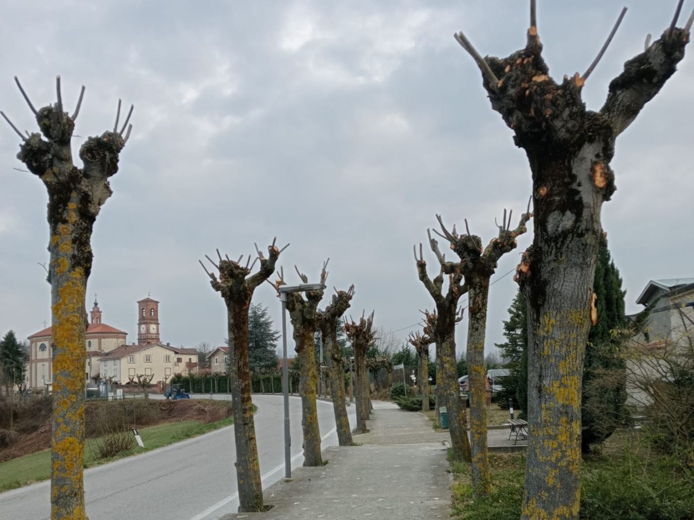 PROVINCIA GRANDA - Il viale potato a Briaglia