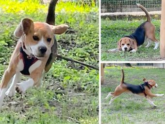 PROVINCIA GRANDA - Gaston nell'area sgambamento cani di Dogliani