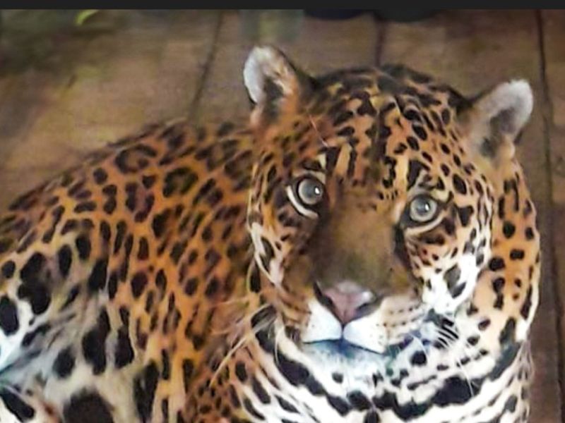 Il giaguaro del Parco Safari di Murazzano Regina