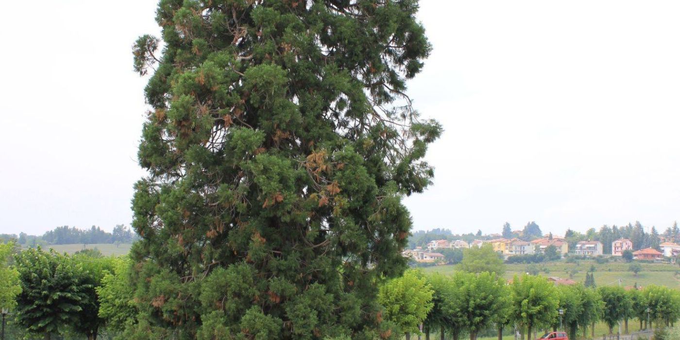 PROVINCIA GRANDA - La sequoia monumentale in via delle Acque a Vicoforte