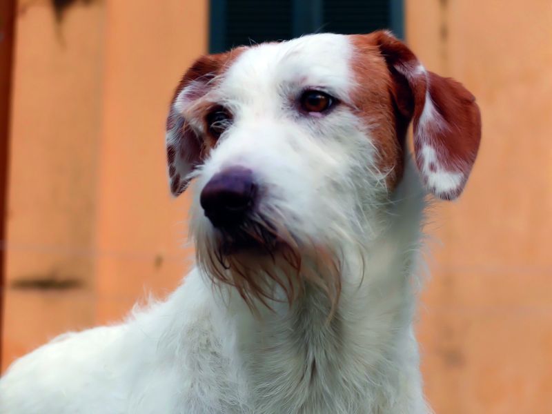 PROVINCIA GRANDA - Cane Cia Cuneo