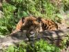 PROVINCIA GRANDA - Ef Animals Parco Safari Murazzano maggio 2026