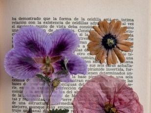 PROVINCIA GRANDA - Locandina porte aperte biblioteca Farigliano 20 giugno 2026