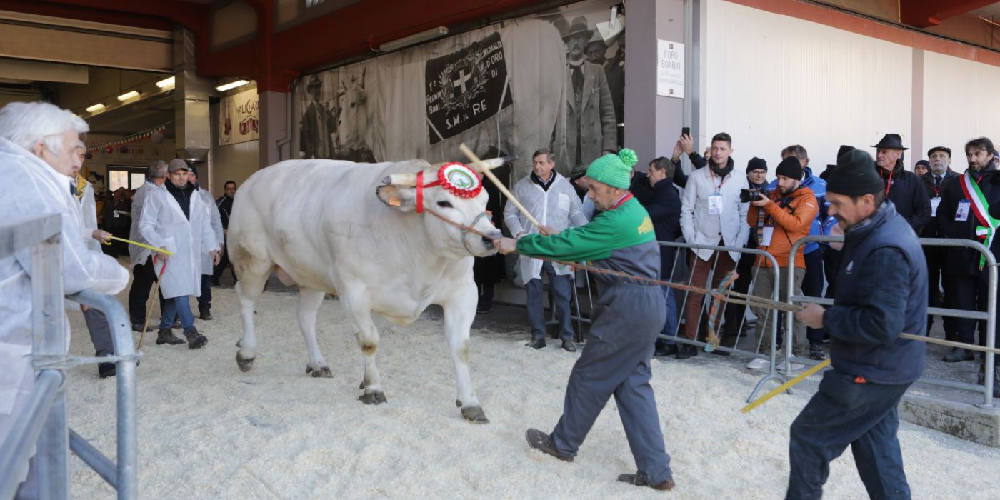 Fol Giovanni Rocca Carrù Fiera del Bue Grasso 2025
