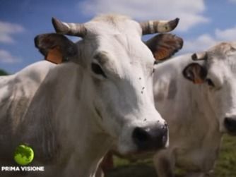 PROVINCIA GRANDA - Coalvi Carrù Canale 5 Melaverde maggio 2026