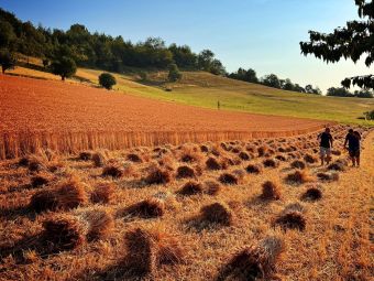 PROVINCIA GRANDA - La trebbiatura del grano a Briaglia