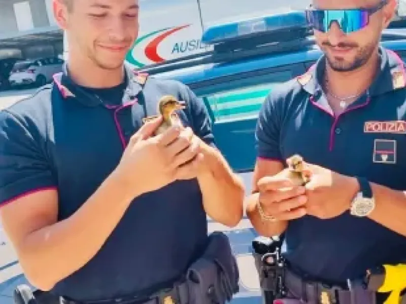 PROVINCIA GRANDA - Polizia Stradale di Mondovì salva sei anatroccoli