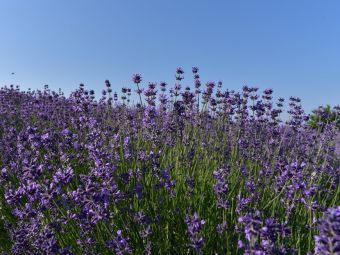 sale san giovanni lavanda