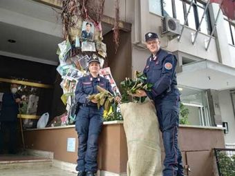 PROVINCIA GRANDA - Una talea dell'albero di Falcone in via Notarbartolo a Palermo