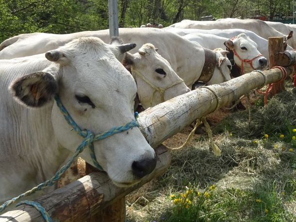 PROVINCIA GRANDA - Fera ‘d San Giors Frabosa Sottana