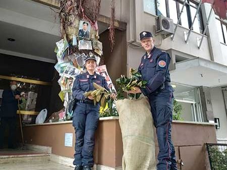 PROVINCIA GRANDA - Una talea dell'albero di Falcone in via Notarbartolo a Palermo