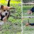 PROVINCIA GRANDA - Gaston nell'area sgambamento cani di Dogliani