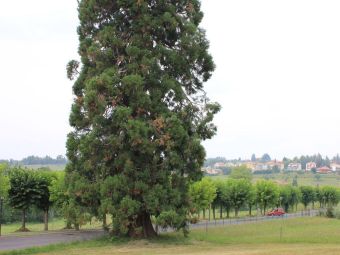 PROVINCIA GRANDA - La sequoia monumentale in via delle Acque a Vicoforte