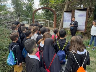 Ceva scuole mostra fungo