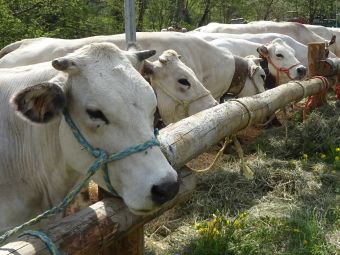 PROVINCIA GRANDA - Fera ‘d San Giors Frabosa Sottana