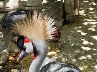 PROVINCIA GRANDA - Gru Parco Safari Murazzano